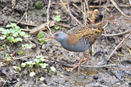 A fabulous Water Rail delighted the crowds - me too!