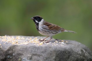 A lovely male Reed Bunting in the Bird Garden.