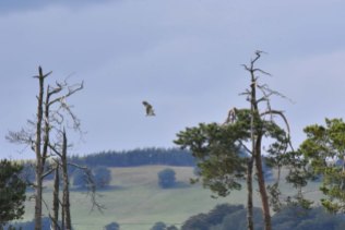 A somewhat distant Osprey flying over the loch