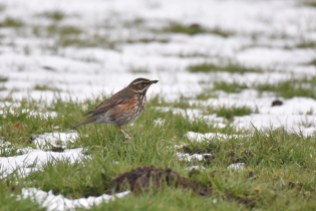 A Redwing looking for worms on the frozen ground