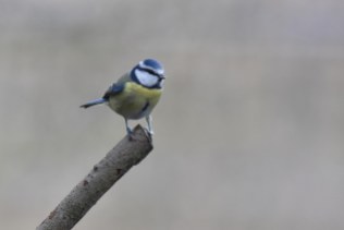A lucky shot as a Blue Tit stopped just long-enough for a quick snap.