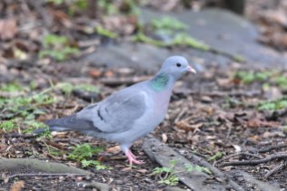 A Stock Dove picking-over the leaf-litter for tasty morsels.