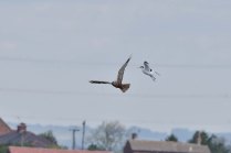 A Marsh Harrier being 'harried' by an angry parent Avocet